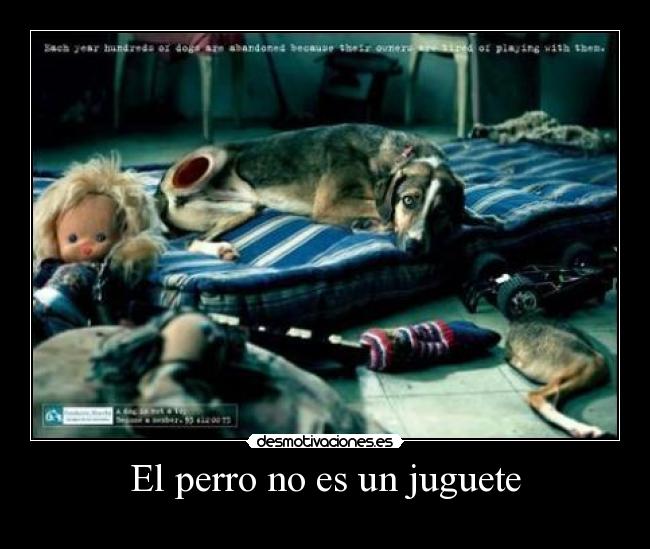 El perro no es un juguete - 