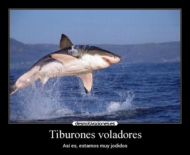 Tiburones voladores - 