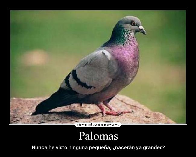Palomas - 