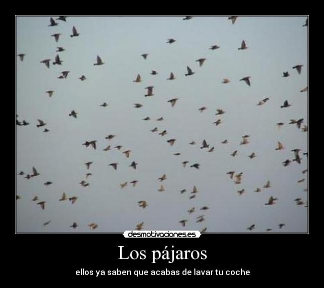 Los pájaros - 