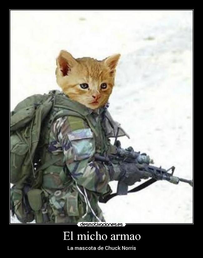 carteles chuck norris gatosrisa soldado desmotivaciones