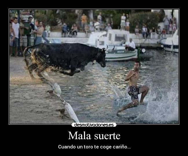 Mala suerte - Cuando un toro te coge cariño...