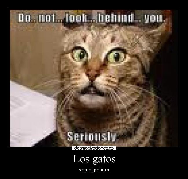 carteles gatos desmotivaciones