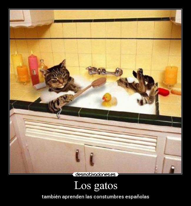 carteles gatos desmotivaciones