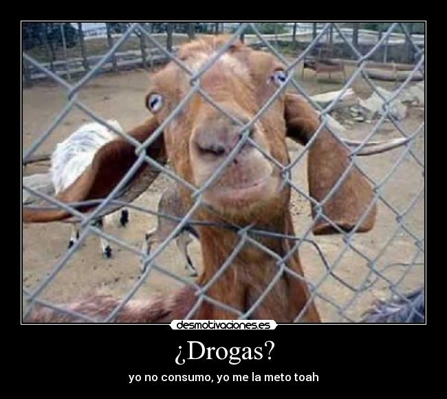 ¿Drogas? - yo no consumo, yo me la meto toah