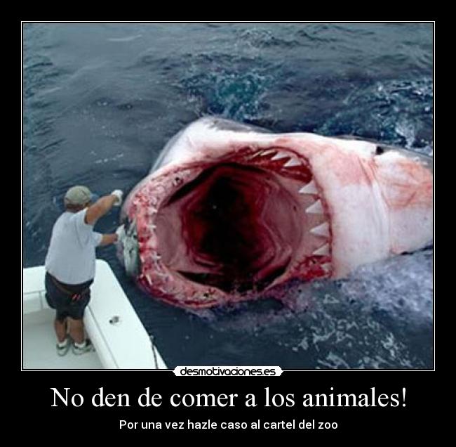 No den de comer a los animales! -