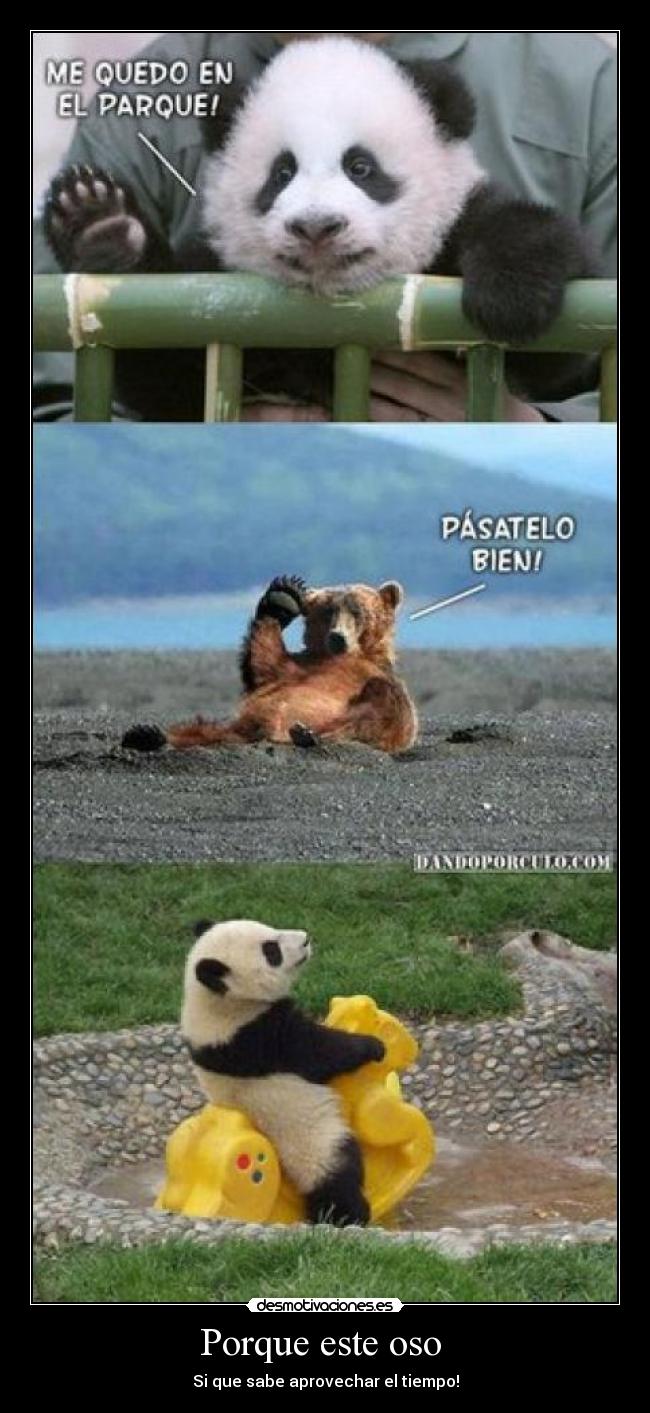Porque este oso  - Si que sabe aprovechar el tiempo!