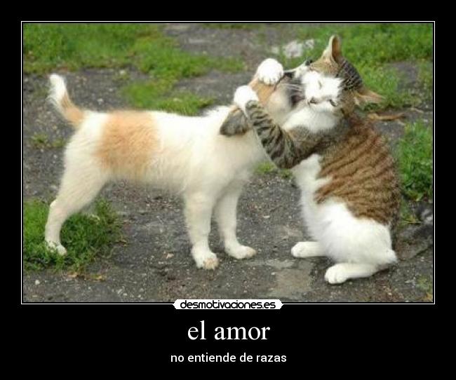 el amor - 