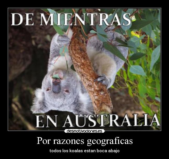 Por razones geograficas - todos los koalas estan boca abajo