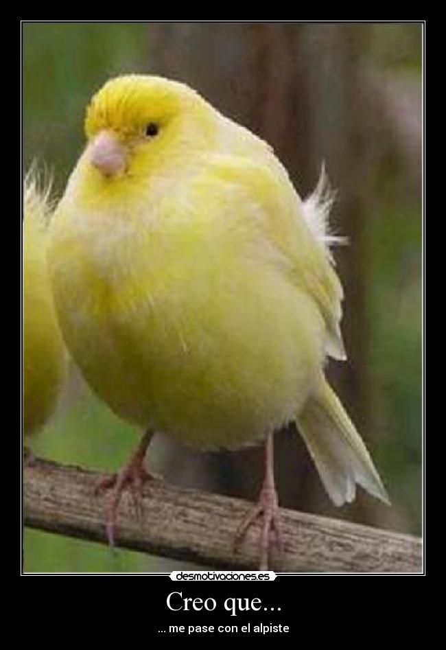 Creo que... - ... me pase con el alpiste