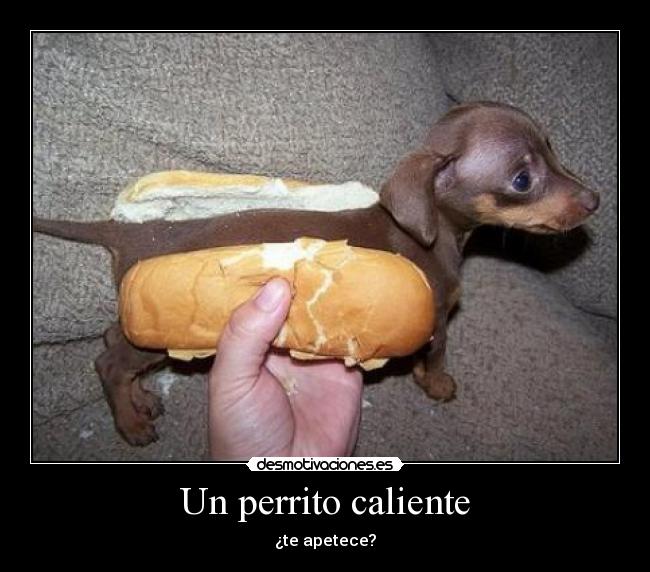 Un perrito caliente - ¿te apetece?