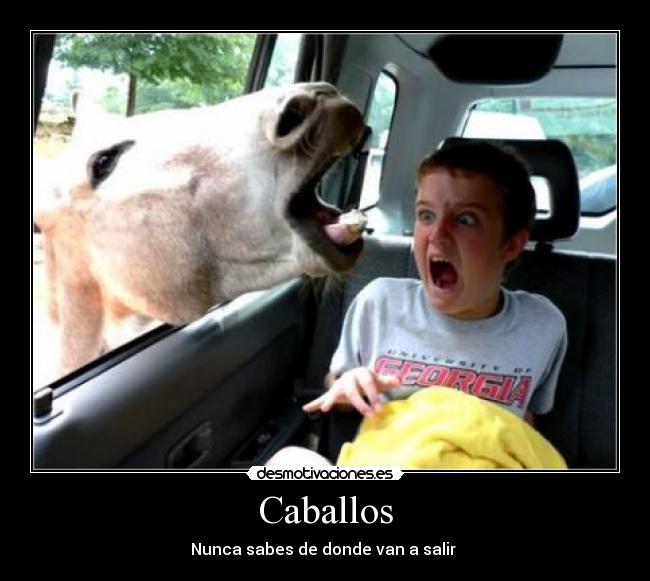 Caballos - 