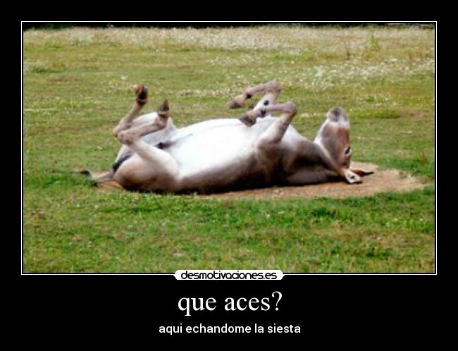 que aces? - aqui echandome la siesta