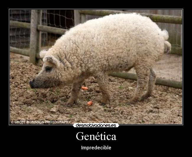 Genética - 