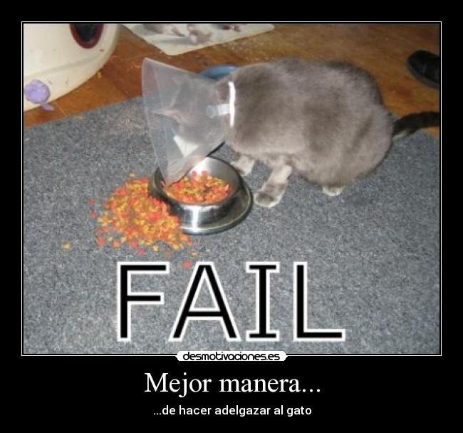 Mejor manera... - ...de hacer adelgazar al gato