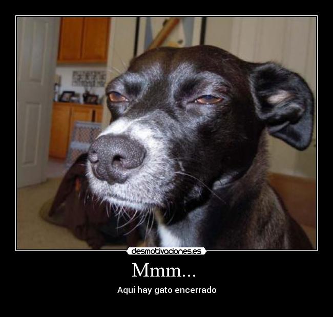 Mmm... - Aqui hay gato encerrado