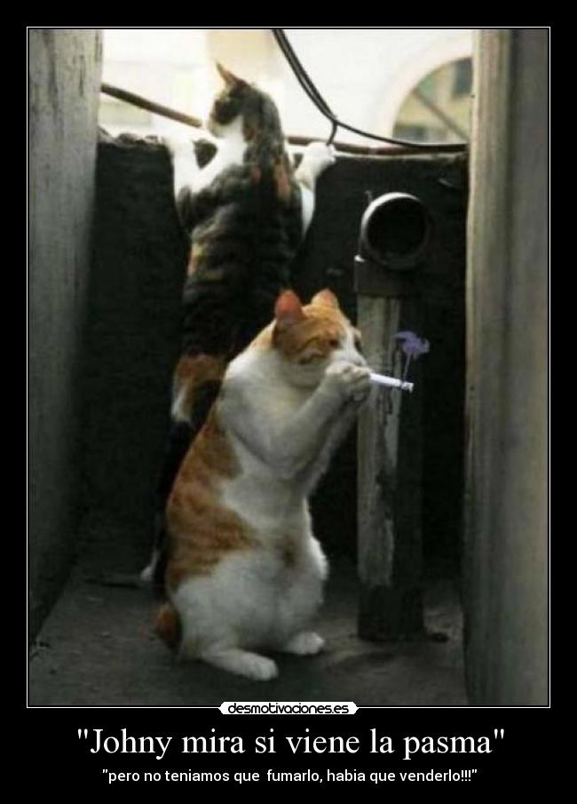 Johny mira si viene la pasma - \pero no teniamos que  fumarlo, habia que venderlo!!!\