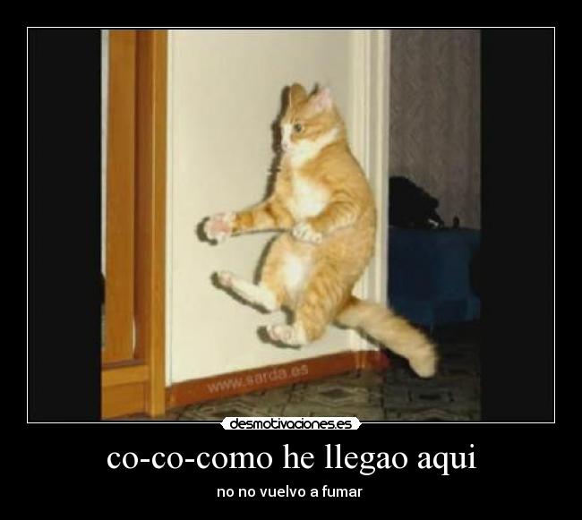 co-co-como he llegao aqui - 