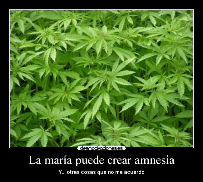 La maría puede crear amnesia - 