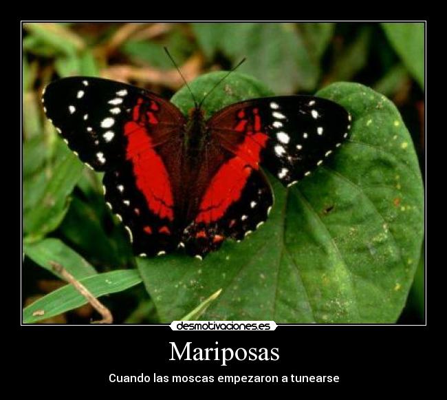 Mariposas -