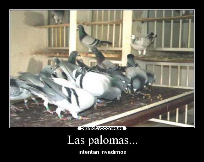 Las palomas... -