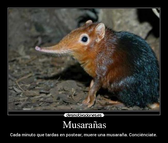 Musarañas - 