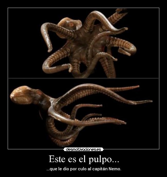 Este es el pulpo... -