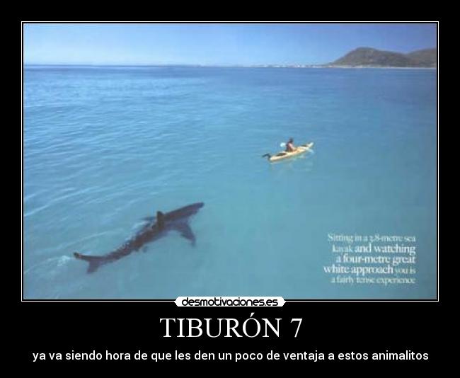 TIBURÓN 7 -