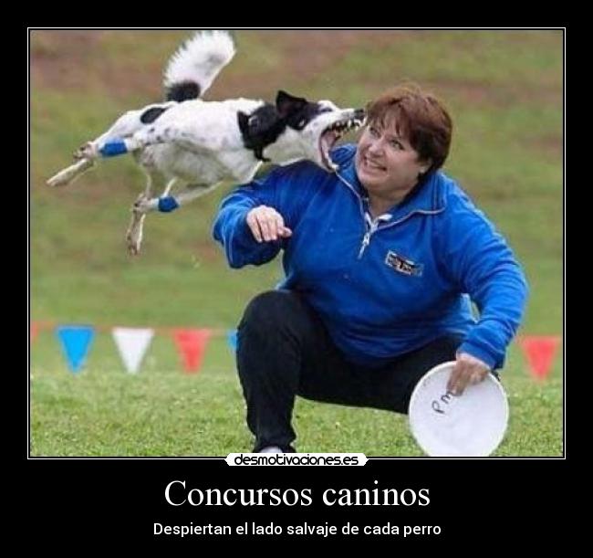 Concursos caninos -