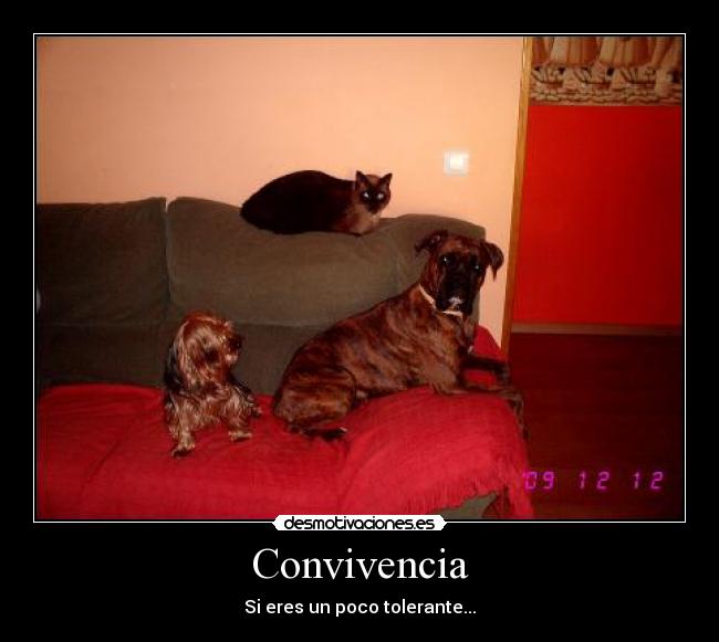 Convivencia - 