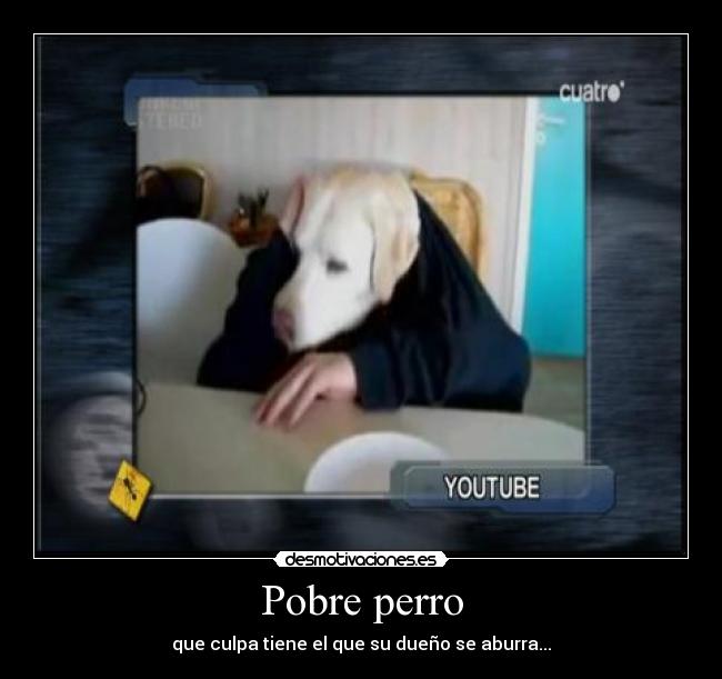Pobre perro - que culpa tiene el que su dueño se aburra...
