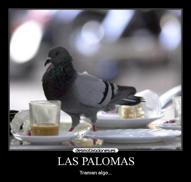 LAS PALOMAS - 