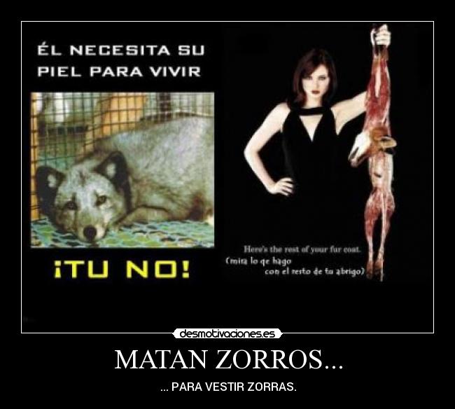 MATAN ZORROS... - 