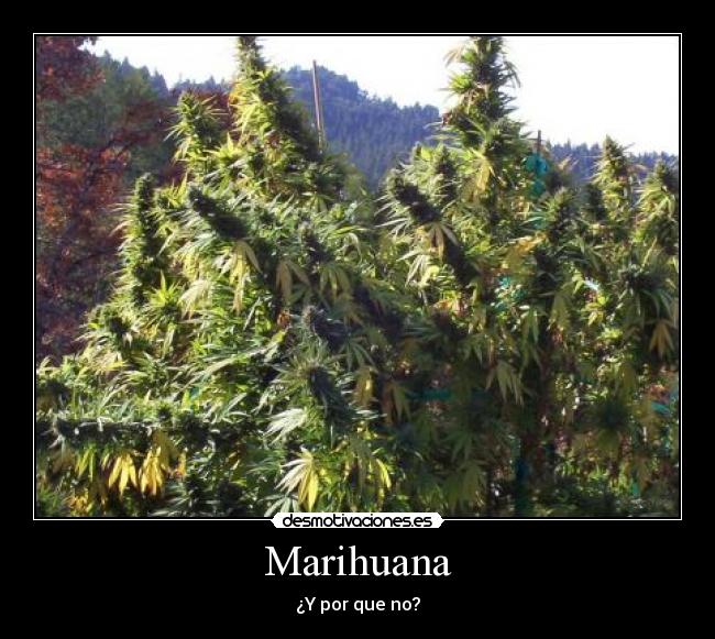Marihuana -