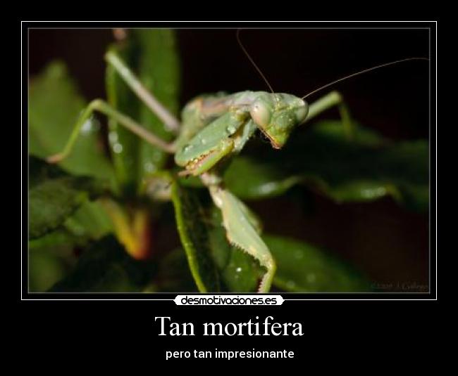 Tan mortifera - pero tan impresionante