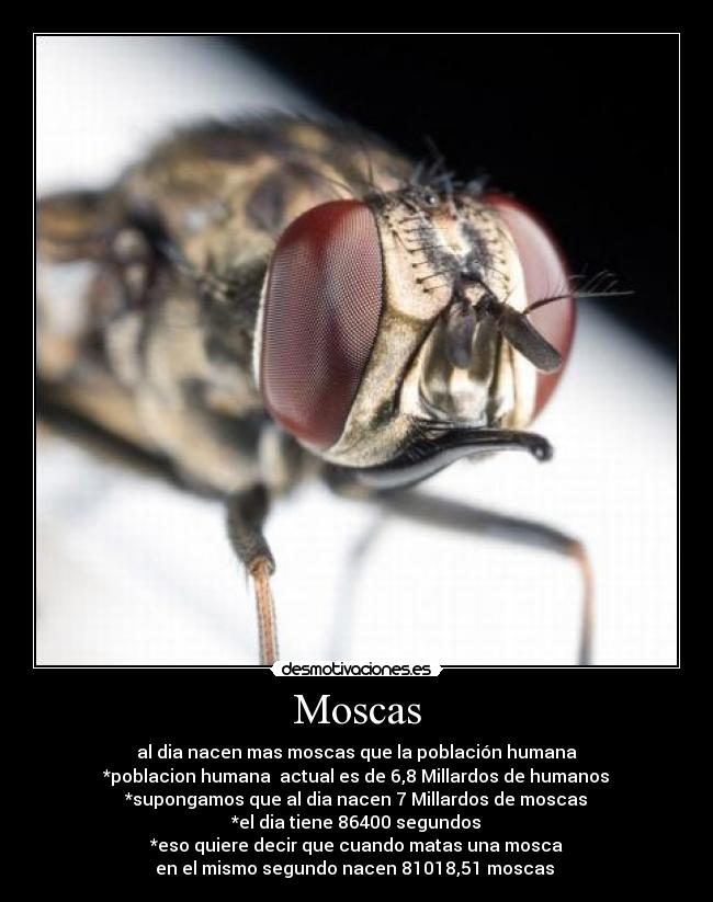 Moscas -