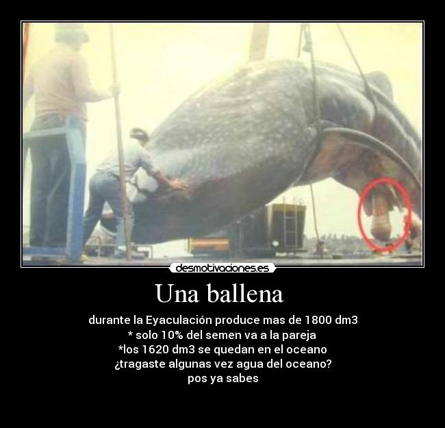 Una ballena  - durante la Eyaculación produce mas de 1800 dm3
* solo 10% del semen va a la pareja
*los 1620 dm3 se quedan en el oceano
¿tragaste algunas vez agua del oceano?
pos ya sabes

