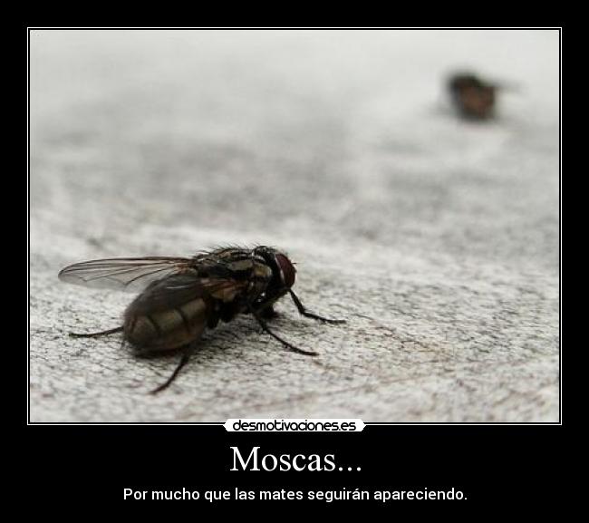 Moscas... -