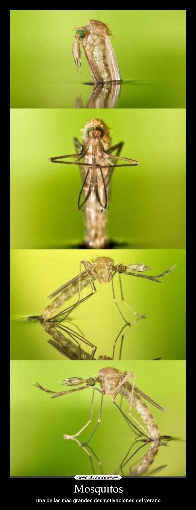 Mosquitos - una de las mas grandes desmotivaciones del verano