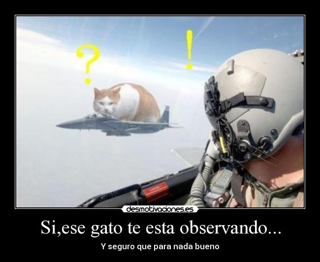 Si,ese gato te esta observando... - Y seguro que para nada bueno