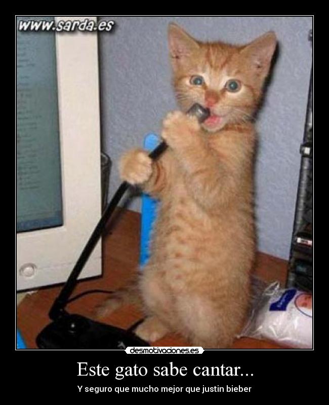 Este gato sabe cantar... - 
