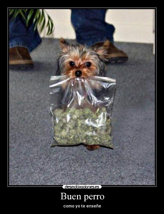 Buen perro - 