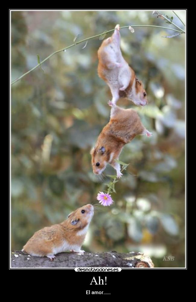 Ah! - El amor......