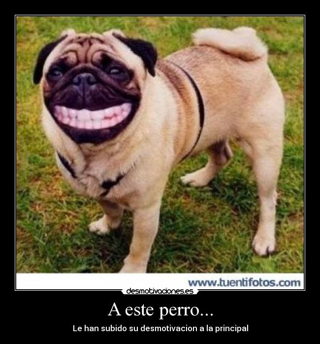 A este perro... - 