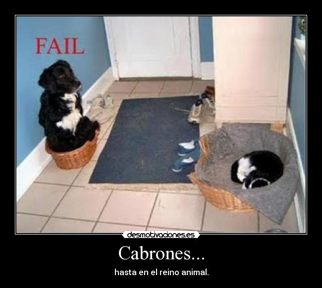 Cabrones... - hasta en el reino animal.