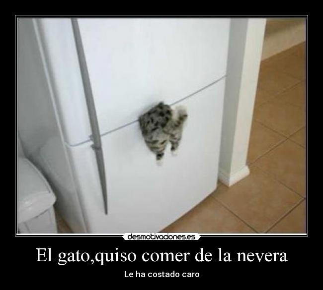 El gato,quiso comer de la nevera - Le ha costado caro