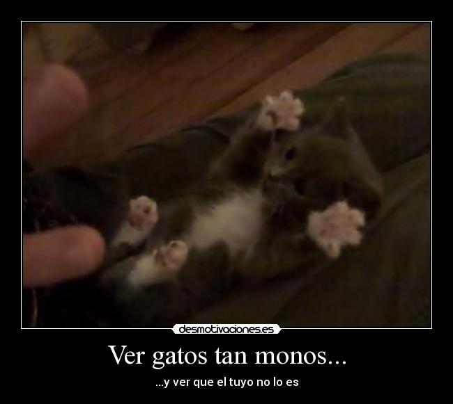 Ver gatos tan monos... -