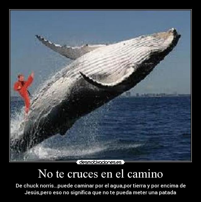 No te cruces en el camino - De chuck norris...puede caminar por el agua,por tierra y por encima de
Jesús,pero eso no significa que no te pueda meter una patada