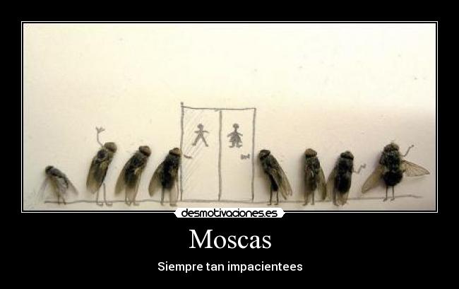 Moscas - Siempre tan impacientees