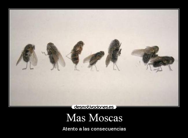 Mas Moscas -